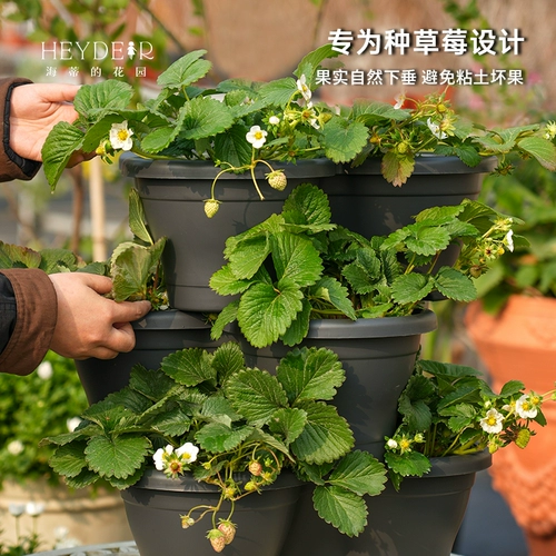 海蒂的花园 Саженцы клубники, сливки, саженцы клубничной пещеры, клубничные сады, хорошие фрукты, большие фрукты, большие семьи, балкон легко жить