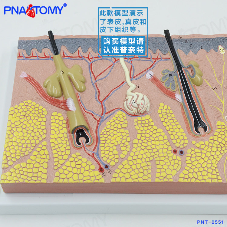 正品皮肤结构解剖模型皮组织层次立体构造微整形缝合美容医学模具