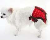 Япония Pet Paradsie Pet PB серия женщин -физиологические штаны Red Wave Dot