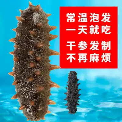 Sea cucumber dry goods Dalian light dry 22-35 boxes(room temperature bubble hair)net system to remove impurities suitable for the elderly and pregnant women