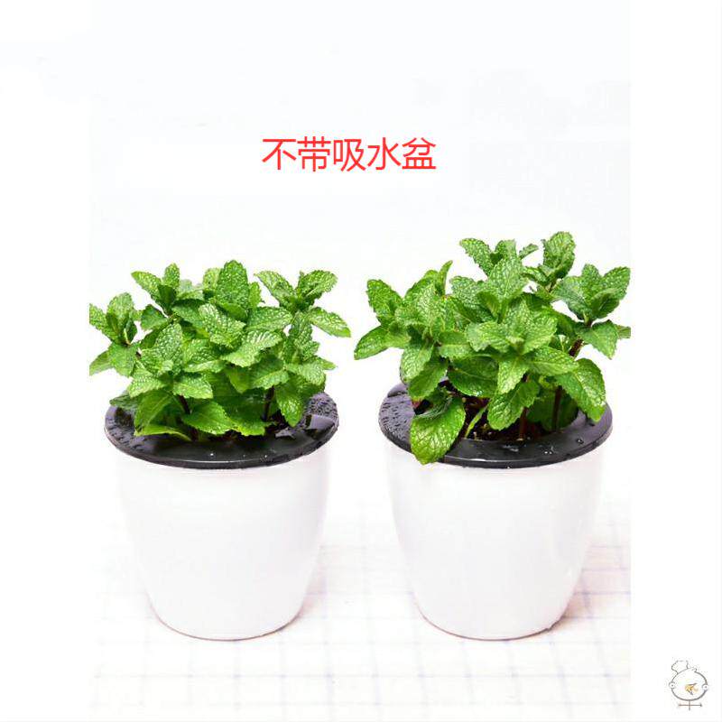 Peppermint pott edible fresh hydroponic peppermint balcony green flowers potted office insect repellent plants