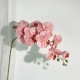 Pink Splash Ink Phalaenopsis