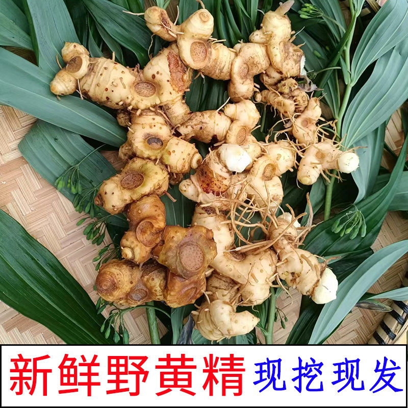 贵州新鲜野黄精鸡头黄精老虎姜滇黄精九蒸九晒泡酒中药材,滋补养生新选择!🌿🍃-黄精-淘宝百科网