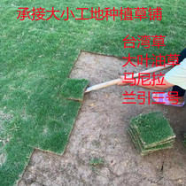 Landscaping Lawn Manila Taiwan Turf Big Leaf Oil Lan Yin No. 3 Garden Garden Grass