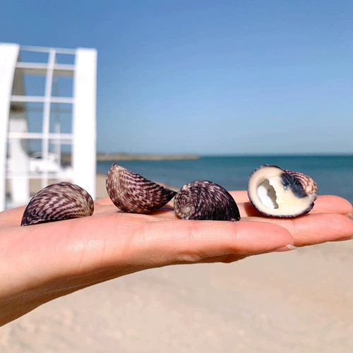 Натуральная раковина катящаяся постель Живая крабовая раковина специальная раковина подкова лот -лот -пейзаж ландшафт ландшафт