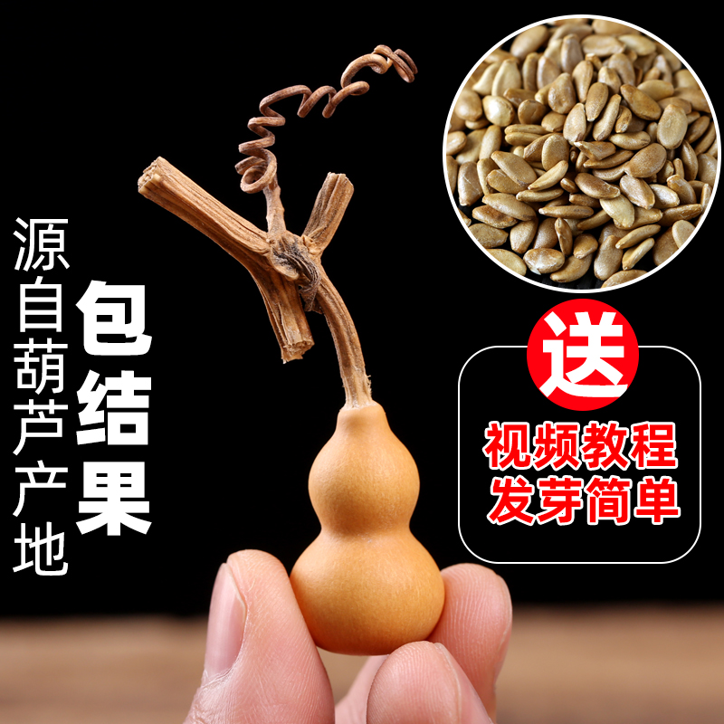 Gourd seeds Small gourd seeds Miao Wen play hand twist Babao Daquan Potted ornamental king-size giant gourd seeds