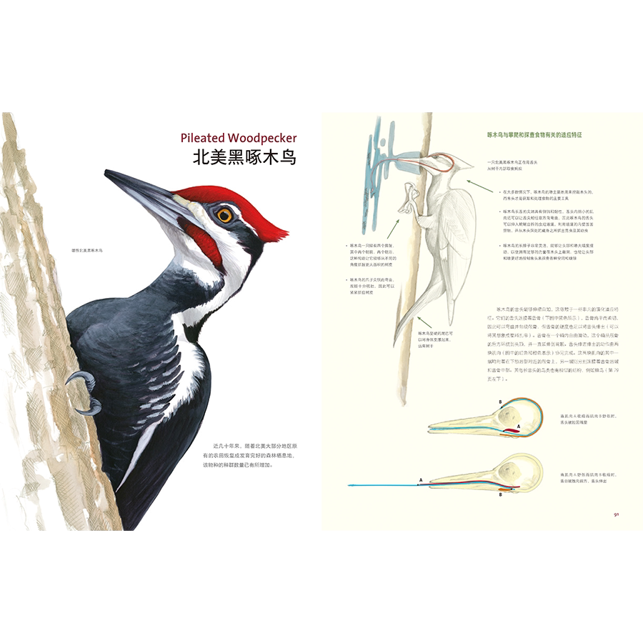 Птица 当当网 何以为鸟：西布利的鸟类世界 赠烫金印签2张大装裱画  观鸟手册鸟类常识入门鸟类辨别指南鸟类画册科普书籍 正版书籍