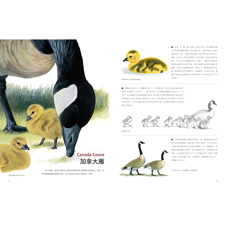Птица 当当网 何以为鸟：西布利的鸟类世界 赠烫金印签2张大装裱画  观鸟手册鸟类常识入门鸟类辨别指南鸟类画册科普书籍 正版书籍