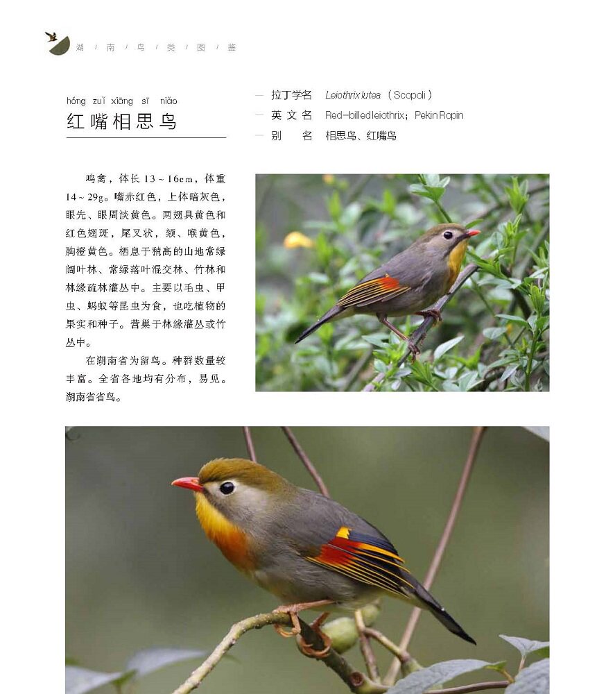 Птица 湖南鸟类图鉴