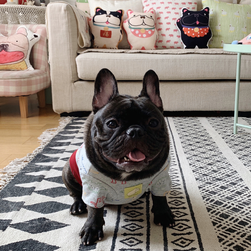 Original design dog pet law fighting clothes pug fat dog spring and autumn models gray dinosaur bottoming shirt spot