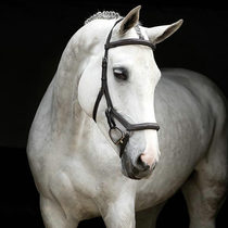 Европейский MICKLEM коровьего коровьего водостока Le reins water Le reins equins water water le