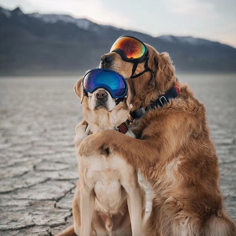 美國rexspecs狗狗護目鏡進口軍犬眼鏡金毛狗滑雪鏡法鬥戶外防風眼鏡