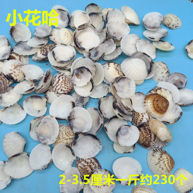 Natural Small Flower Ha Lion Bay Millet Sea Snail Shell Sea Star Composition Suit Fish Tank Building with a catfish
