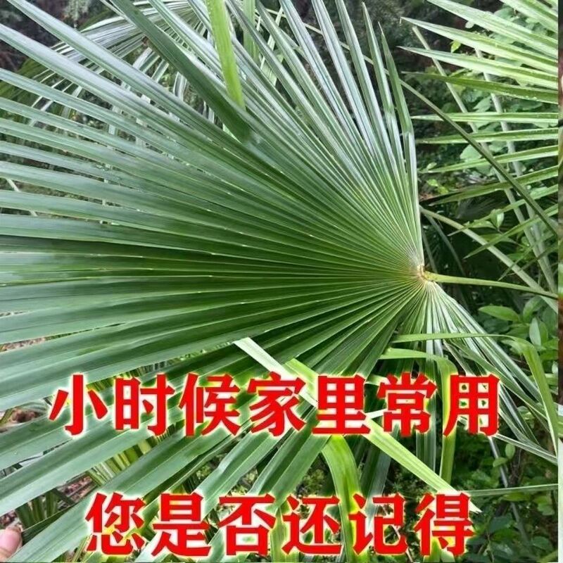 Palm Leaves, Palm Tree Leaves, Palm Leaf Leaves for Wrapping Zongzi, Large Palm Leaves for Wrapping Zongzi, Palm Leaf Rope, Palm Leaf Weaving, Handmade Palm Leaves, Palm Tree Leaves, Palm Leaf Leaves for Wrapping Zongzi, Large Palm Leaves for Wrapping Zongzi, Palm Leaf Rope, Palm Leaf Weaving, Handmade