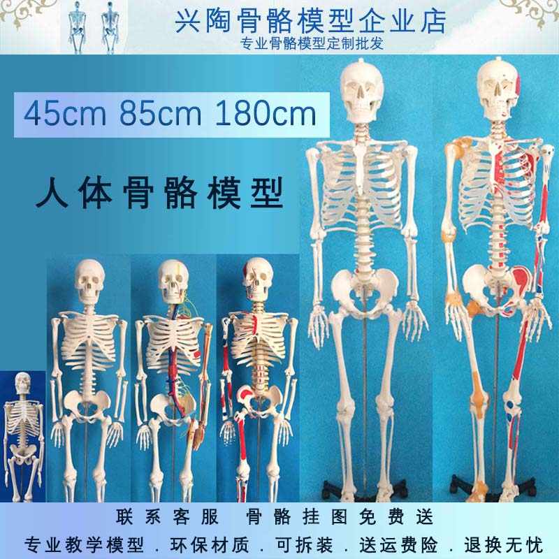 人体模型180 - Top 50件人体模型180 - 2025年5月更新- Taobao