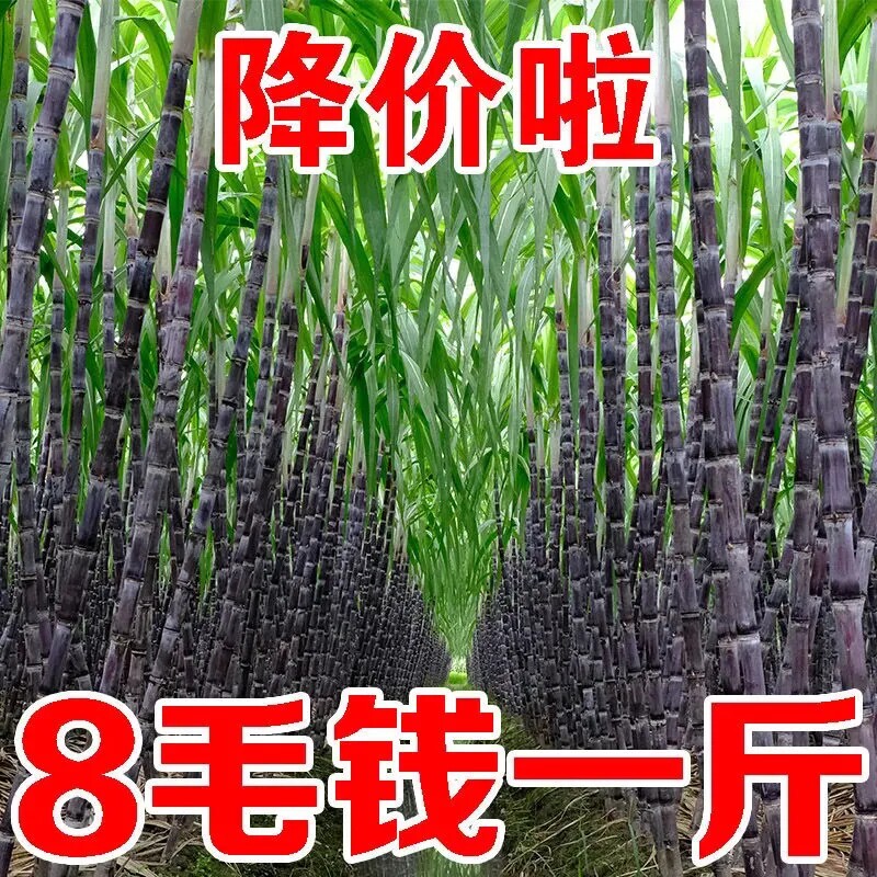Now Chop Guangxi black leather cane 5 catty whole box fresh whole root fruit 10 crunchy sweet and juicy rod hand exfoliating 3
