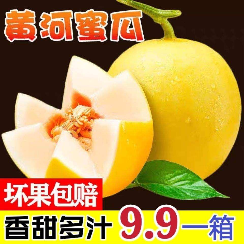 Selected golden honeymelon primitive yellow melon melon fresh fruit melon for season