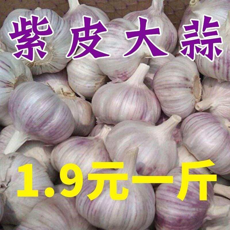 (Ultra Low Price) Golden Township Garlic 10 Catty Purple White Peel Garlic Fresh 5 Catty Dried Garlic Garlic Head Red Peel New Garlic 3