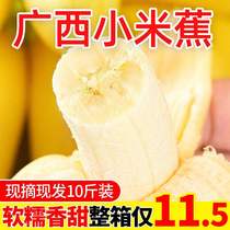 Guangxi Millet Banana 10 catty 5 catty 3 catty Price Whole Box Small Banana Small Plantain Fresh Fruit Banana a box