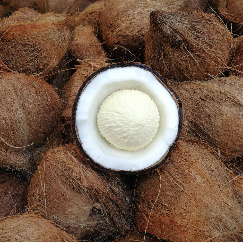 Fresh Coconut 1 Loaded Fruit Coconut Core Old Coconut Sprouted Coconut Coconut Broccoli Cake Mesh Red Coconut Treasure Chest 5