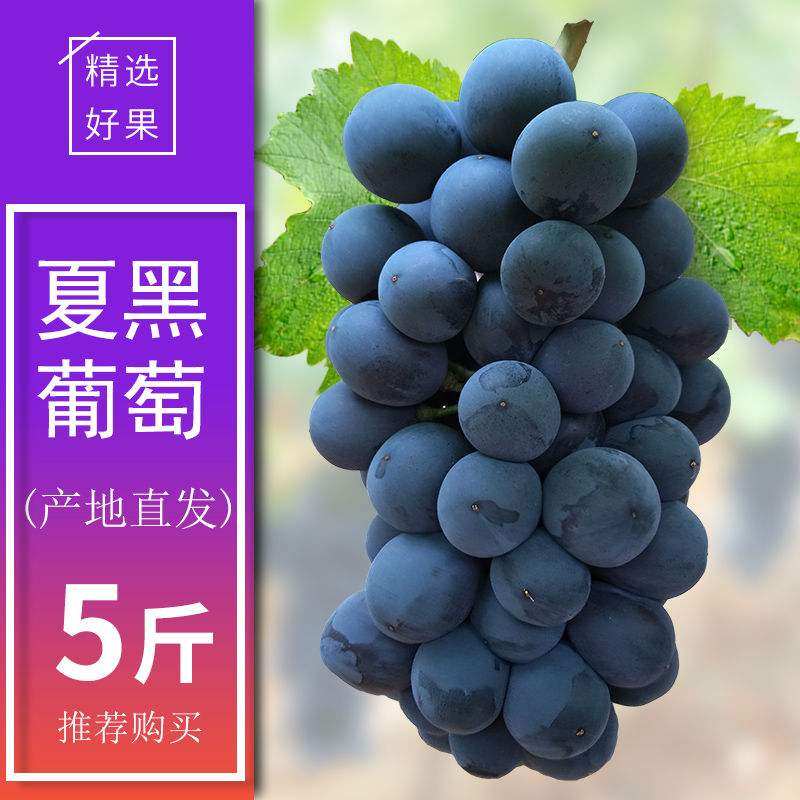 Yunnan summer black fresh seedless grapes 5 pounds of fresh pregnant fruit seedless skin thin meat thick sweet and juicy 3