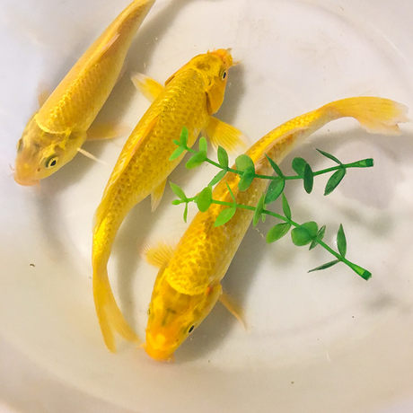 Koi Fish Small Goldfish Live Fish Cold Water Ornamental Fish Easy Live Freshwater Pet Feng Shui