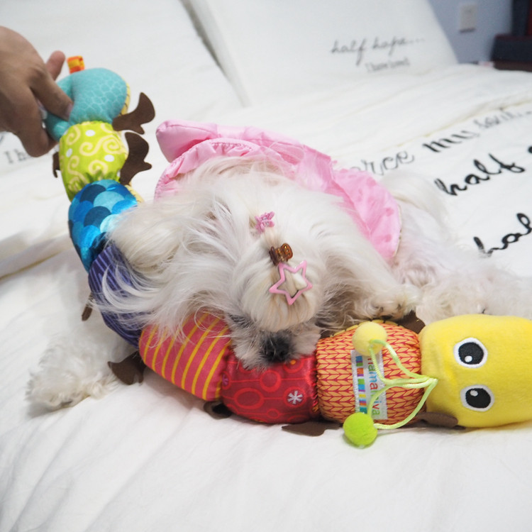 giant caterpillar dog toy