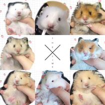 How much is the shipping fee? You can take as many pictures as you like.