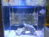 Jinbozi breeding box sapphire phoenix ball Dutch fish light fish ornamental shrimp egg hatching box breeding box