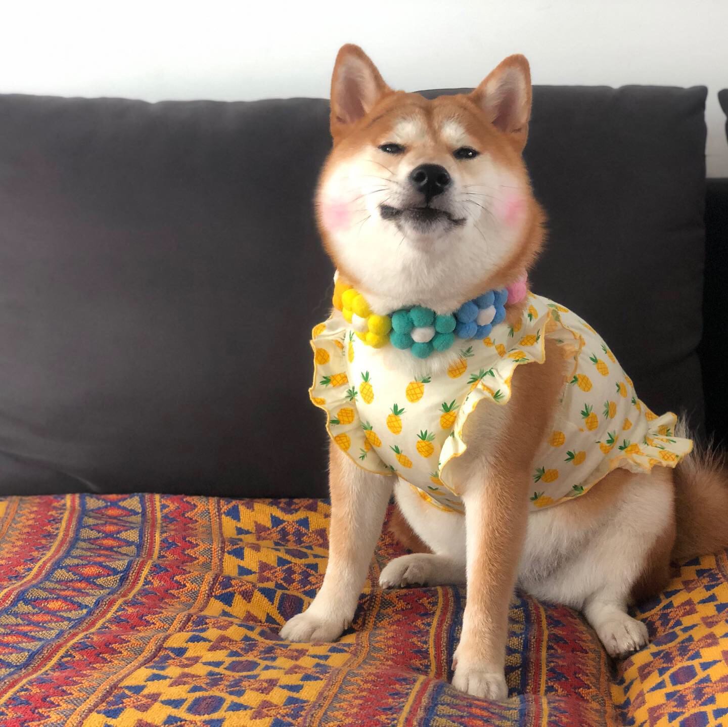 家裡的小怪獸柴犬柏萬同款彩虹花朵項圈日本網紅狗狗柴犬寵物花環項鏈 Yahoo奇摩拍賣 家裡的小怪獸柴犬柏萬同款彩虹花朵項圈日本網紅狗狗柴犬寵物花環項鏈 Yahoo奇摩拍賣