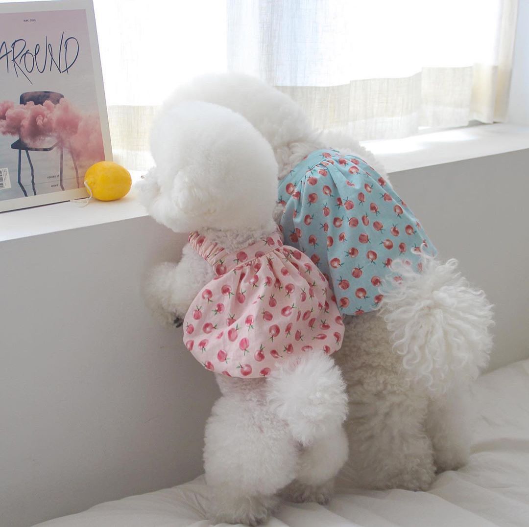 Miaou Korea INS dog clothes thin cute bubble skirt dog suspender skirt than bear short pet clothes