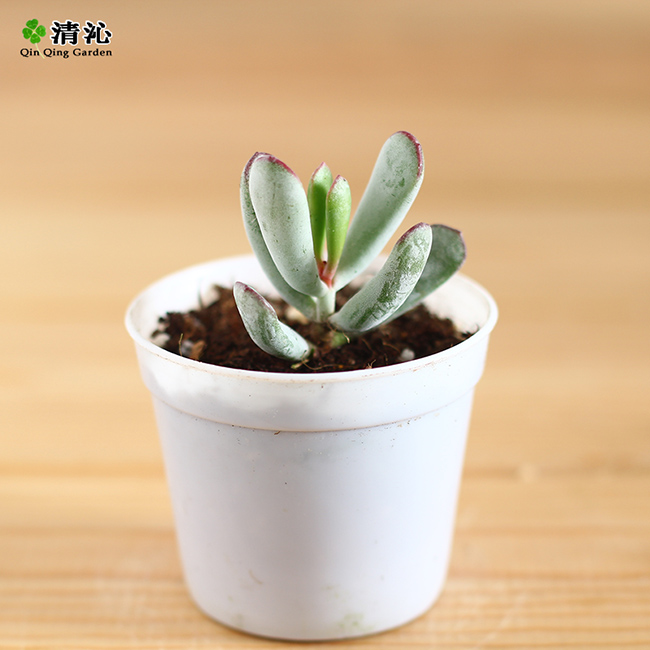 �������Ը���