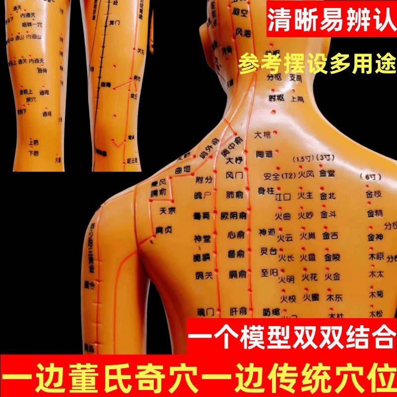 模型董氏奇穴专用人体穴位模型经穴模特十二经络全身刻字董氏扎针