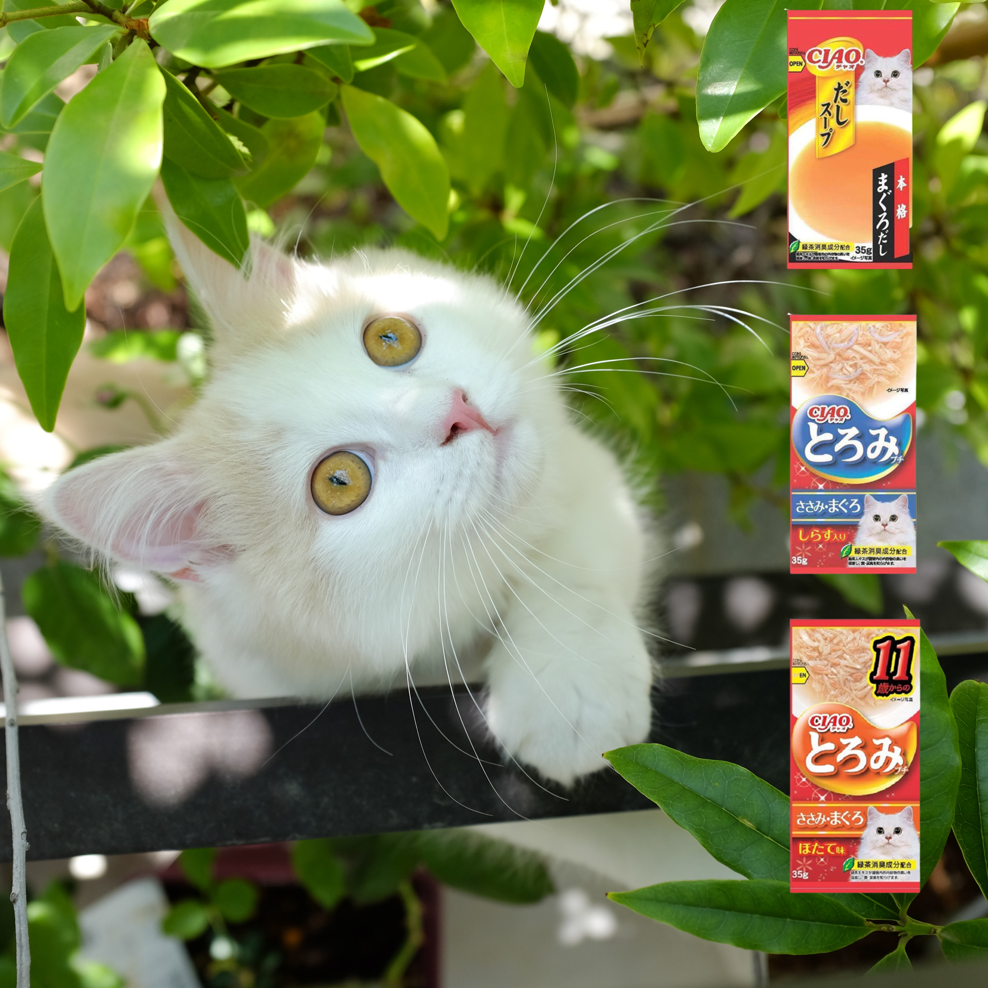 Japan Original Imported Ciao Cat Snacks 2 Mao Summer to Love Tonic Water Pure Soup Ladle Swallow Fish Chicken 35g-Taobao