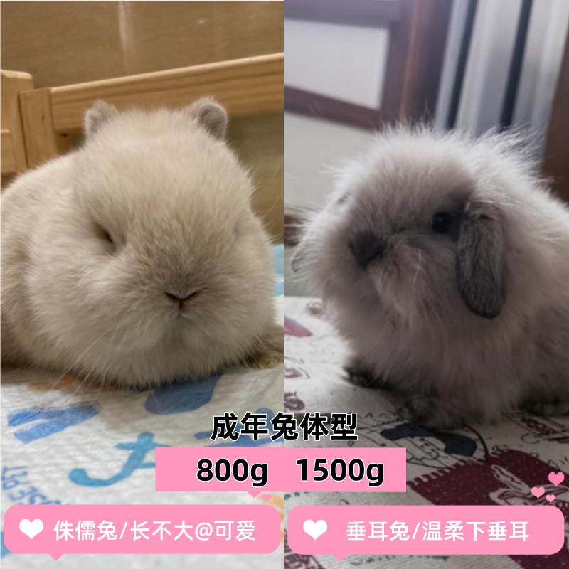 🌟可爱双血统侏儒兔宠物🌟 - 为您带来快乐-兔-淘宝好物网