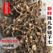 Fresh Panax notoginseng seedlings with seven Pearl ginseng White Panax seven knot seven 500g