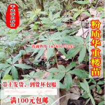 Chong Lou Miao Sichuan single-horred Lotus medicinal materials Yunnan China Yunnan heavy building seedlings seven-leaf flower powder seedlings