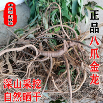 Sichuan agricultural products 8 paws golden dragon root Chinese herbal medicine open throat arrow 120 gold high octaws root iron umbrella 1 catty