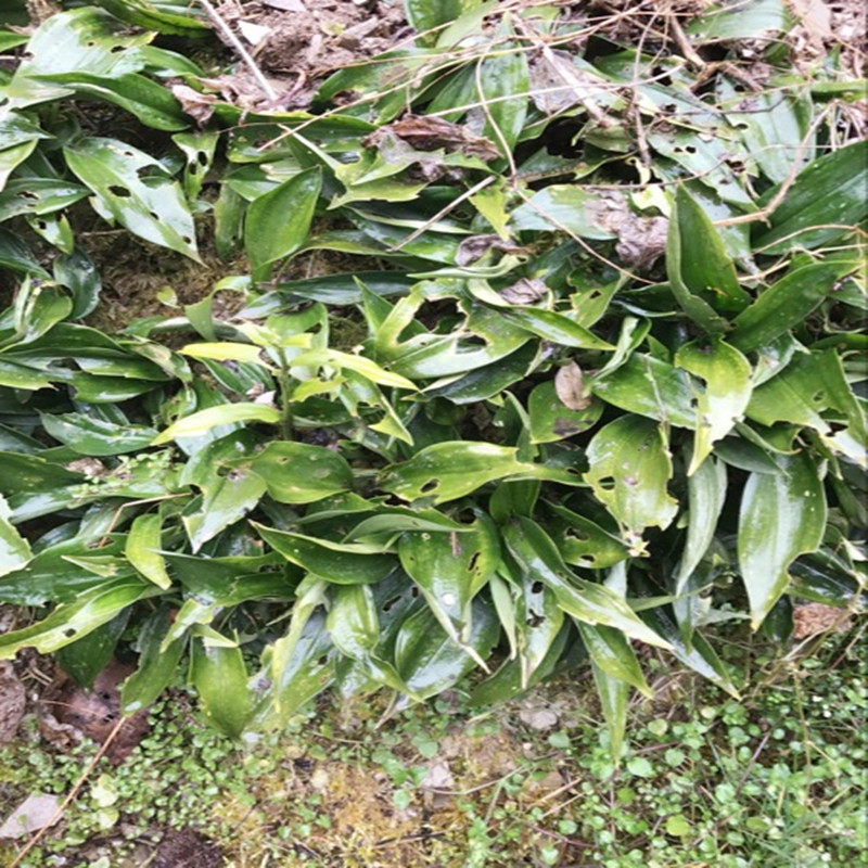 Fresh wild jade bamboo forest bamboo root 7-stone bamboo root 7-stone bamboo root inverted bamboo scattering chicken claw to nourish the soup Chinese herbal medicine