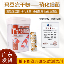 Mbean Active Frozen Powder Freshwater Brocade Carp Generic Nitrogenized Bacterial Aquarium water purification to remove nitrite ammonia nitrogen