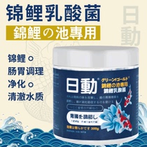 Daily Action Brocade Carp Special Lactic Acid Bacteria Conditioning Brocade Carp Gastrointestinal digestion to prevent bacterial anorexia prevention of enteritis
