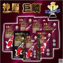 Shenyang Giant Squamous Carp Feed to 10kg15kg Increased Body Color without muddy water floating goldfish to watch fish fish grain