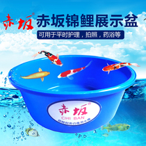 Brocade Carp) Akasaka Plastic Round basin) Isolation basin