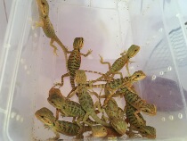 Lizards Live animals Entry-level climbing pets Citrus live maned lion Lizard larvae Seedlings Docile and non-biting reptile heterosexual pets