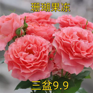 Coral jelly rose seedlings, large flowers, strong fragrance, four-headed roses, watermelon red, four-season potted flowers, European moon