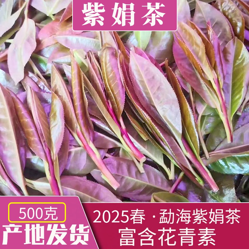 Zijuan Tea Yunnan Pu'Er Tea Raw Tea Loose Tea Zijuan Tea Menghai Brown Mountain Ecological Tea Spring Tea 500g 0.5kg