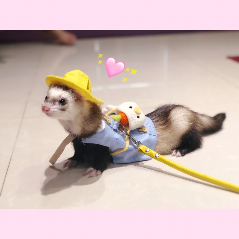 ins day style small favorite snow minke Dutch pig guinea pig clothing traction rope pet out clothing dresses machia