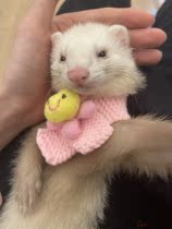 Handmade small pet supplies ferret Cottonwood winter warm cartoon knitted small scarf