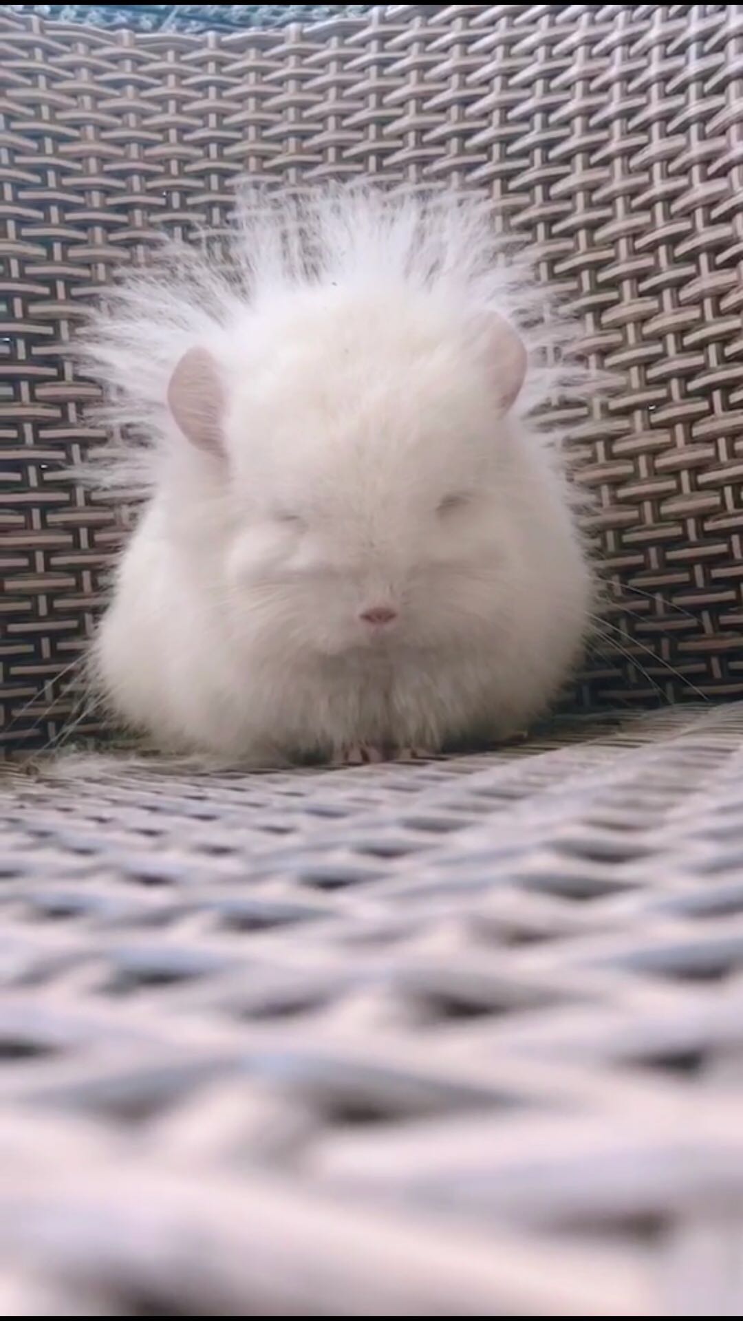 Grinding Mill Grinders Grinding Dragon Cat Each Color Dragon Cat Long Hair Dragon Cat