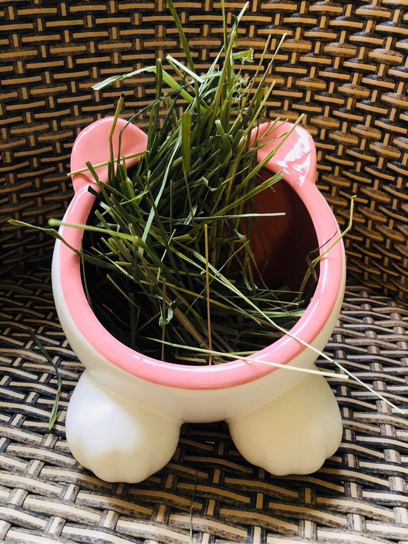 Pet Cat Head Ceramic Food Basin Water Bowl Dragon Cat Rabbit Dutch Pig Earth Dial Rat Grass Basin anti-roll